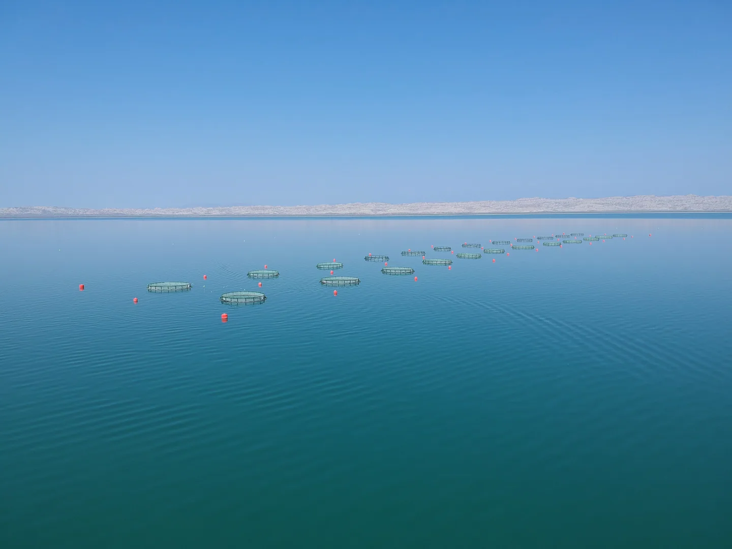 Sturgeon farm — Caspian Sea, Azerbaijan, 2014. ASAKUA turnkey 12-cage installation.