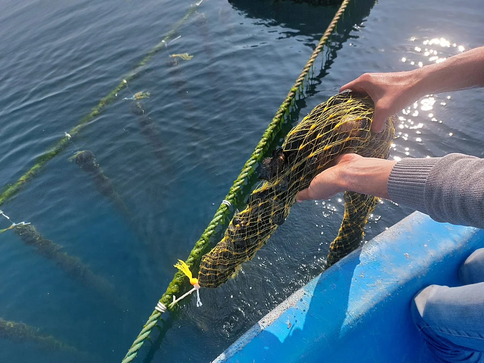 Mussel Farming Buoy — 5